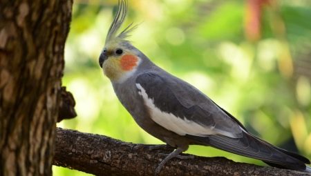Come determinare l'età del pappagallo Cockatiel?