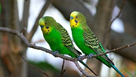 Jak ustalić wiek papugi falistej?