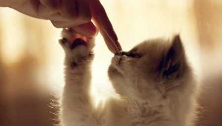 Bagaimana untuk merawat kucing dari makanan kucing?
