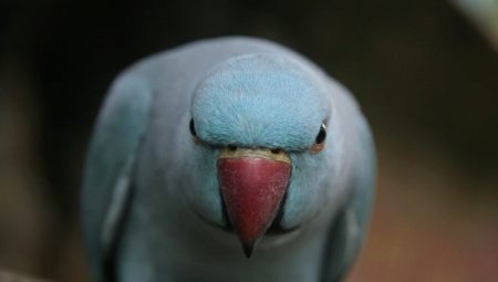 Jak odsadzić papugę, aby gryźć?