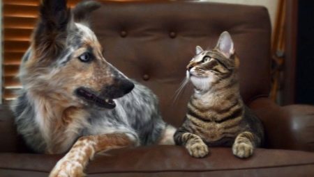 ¿Cómo hacer un gato y un perro amigos en un apartamento?