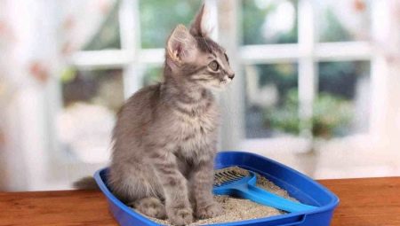 Comment utiliser la litière pour chat?