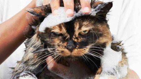Hvordan vaske en katt hvis den er redd for vann og riper?