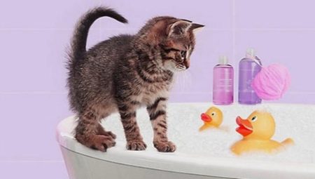 Hvordan bade en kattunge for første gang, og i hvilken alder kan du begynne?