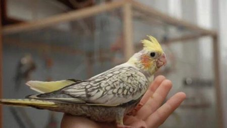 How to tame a Corella in your hands?
