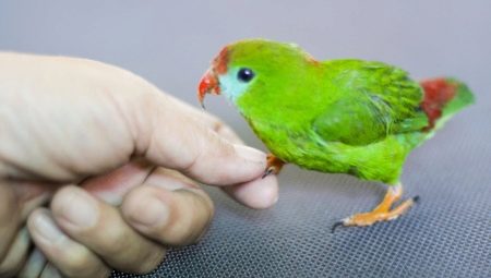 Jak skrotit papouška?