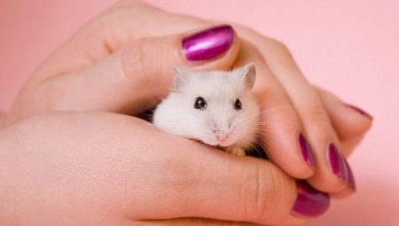 Hvordan lære en hamster å hånd?
