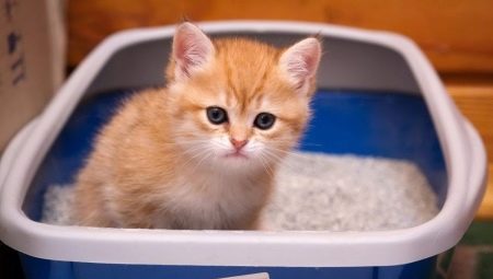 Wie trainiere ich ein Kätzchen auf einem Tablett?