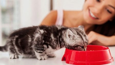 Bagaimana untuk melatih anak kucing untuk makanan kering?