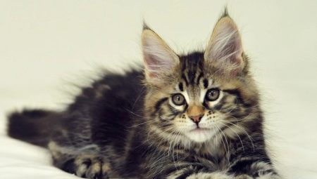 Bagaimanakah anak kucing Maine Coon berkembang selama berbulan-bulan?
