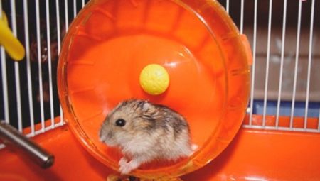 Wie macht man mit eigenen Händen ein Rad für einen Hamster?