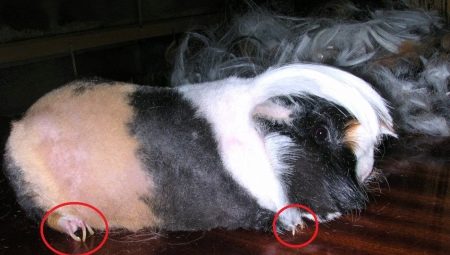 How to cut the claws of a guinea pig?