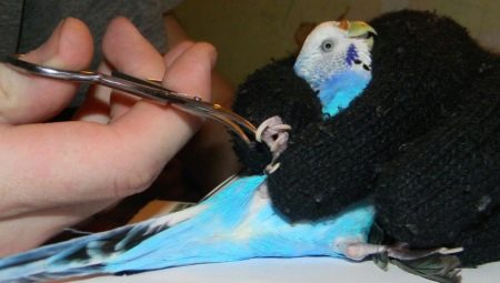 Come tagliare gli artigli di un pappagallino?
