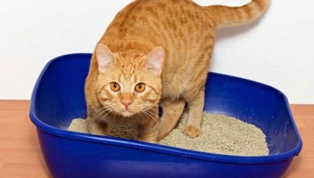 كيف تختار فضلات القطط المتكتلة؟