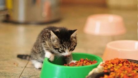 Hoe kies je voer voor kittens tot een jaar oud?