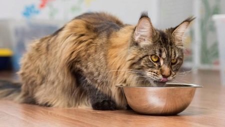 How to choose food for Maine Coon?