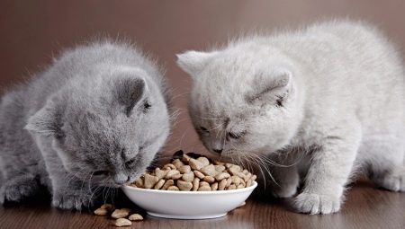 Hvordan velge en førsteklasses tørrmat til katter?