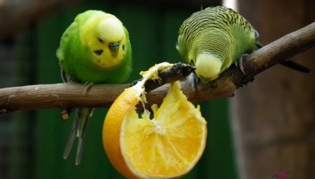 Muhabbet kuşlarına ne tür meyveler verilebilir?