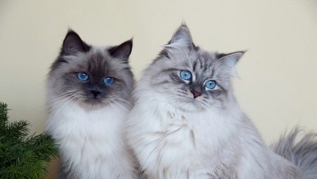 Vilka är färgerna på katter Neva maskeradras?