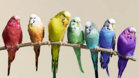 Který papoušek je lepší mít v bytě?