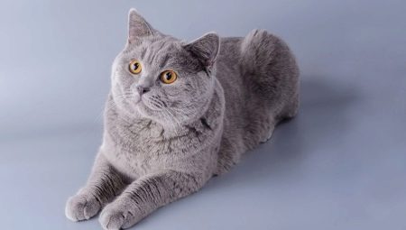 Картезијанске мачке: карактеристике пасмине, природа и правила неге