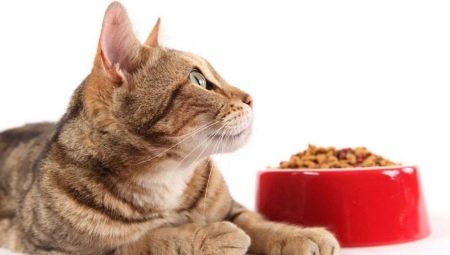 Matklasser for katter: forskjellige forskjeller og nyanser