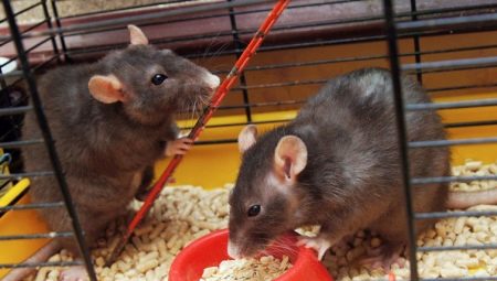 Gaiolas para ratos: características, seleção, equipamento, cuidados