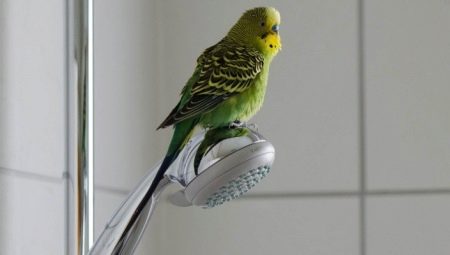 When can a parrot be released from a cage after purchase?