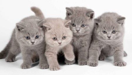 Alimentos para gatitos británicos: tipos y características de elección