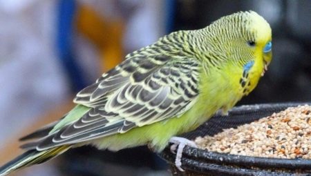 Храна за папагаје: врсте и карактеристике избора