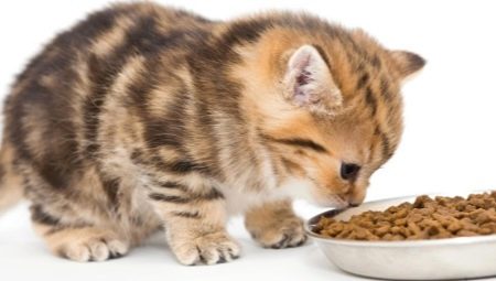 Super-premium cat food: description, brands, selection tips