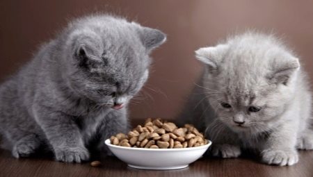 غذاء القطط والقطط بهضم حساس