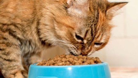 Comida premium para gatitos: composición, fabricantes, consejos de selección