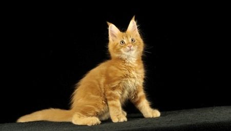 Shorthair and smooth-haired Maine Coons: description and features of care