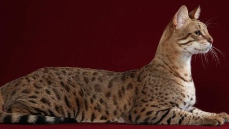 Asher's cat: ominaisuudet ja pitämissäännöt