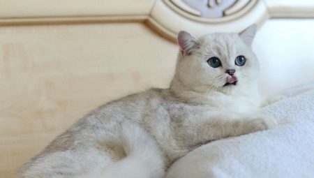 Mèo chinchilla bạc: mô tả và quy tắc giữ