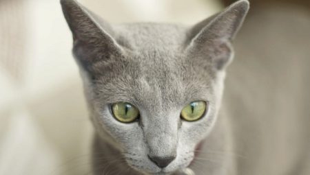 Kucing yang tidak pudar: nama dan deskripsi baka