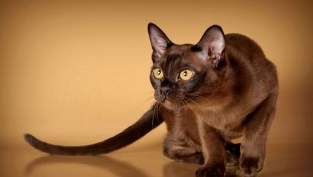 Америчке бурмске мачке: опис и карактеристике неге