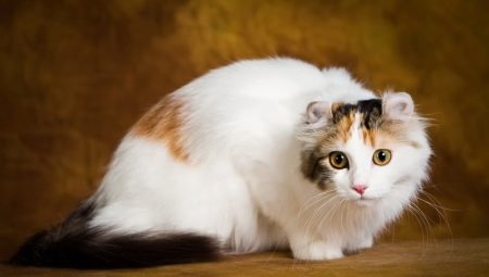 Kucing curl Amerika: ciri, peraturan untuk memberi makan dan menjaga