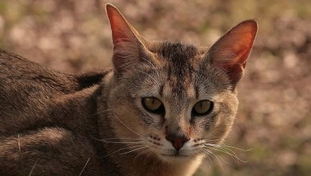 Chausie-katter: beskrivning och funktioner i innehållet