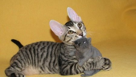 Sphynx-katte med hår: findes de, hvad kaldes de, og hvorfor sker dette?