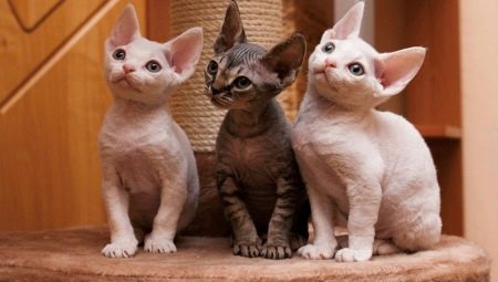Gatos Rex: razas populares y su contenido