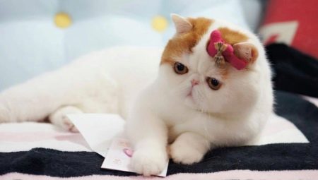 חתולי סנופי: מה זה גזע והסיבות לפופולריות שלהם