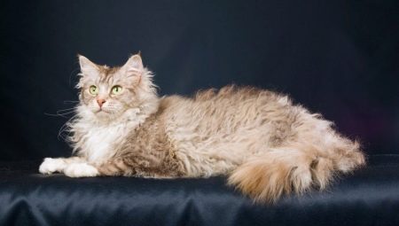 Laperm: beskrivelse af katte, deres art og egenskaber ved indholdet