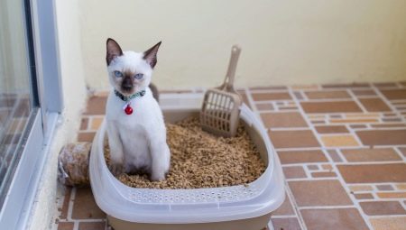מגש חתולים: סוגים, גדלים וכללי הבחירה