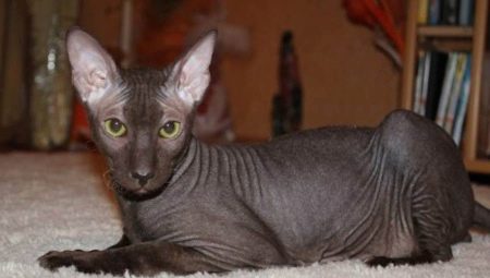 Kucing tanpa rambut: ciri, jenis, peraturan penjagaan