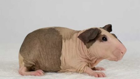 Hairless guinea pigs: features, breeds and contents