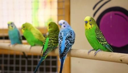 Kleine papegaaien: soorten, hoeveel leven en hoe te verzorgen?