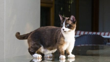 מונשקין: תיאור גזע החתולים, סוגים ותכולתם