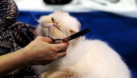Makaze za mačke: vrste, modeli, odabir i uporaba